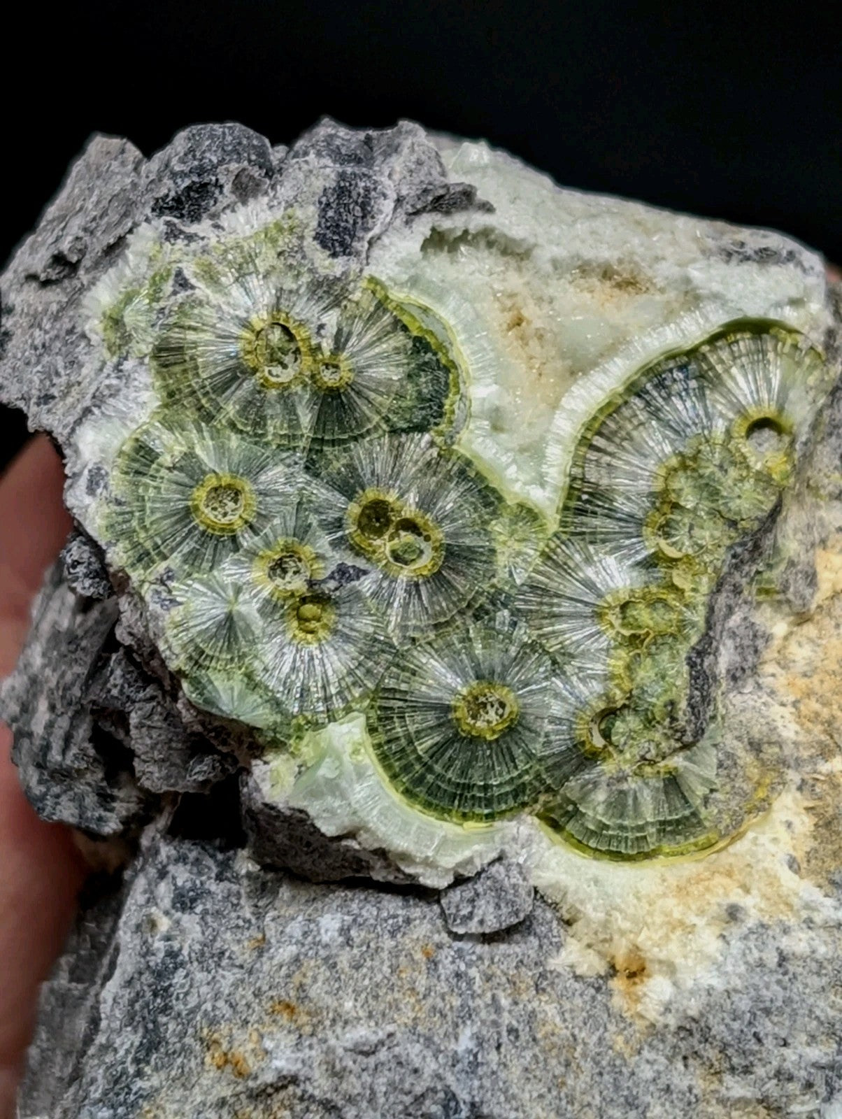 A striking green fossilized coral specimen embedded in a textured gray rock matrix.