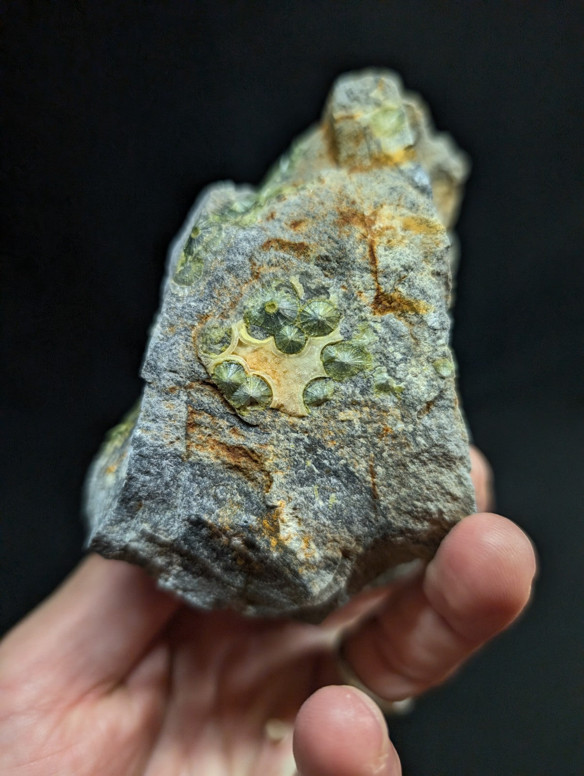 A gray rock with a green and yellow fossilized pattern embedded in its surface.
