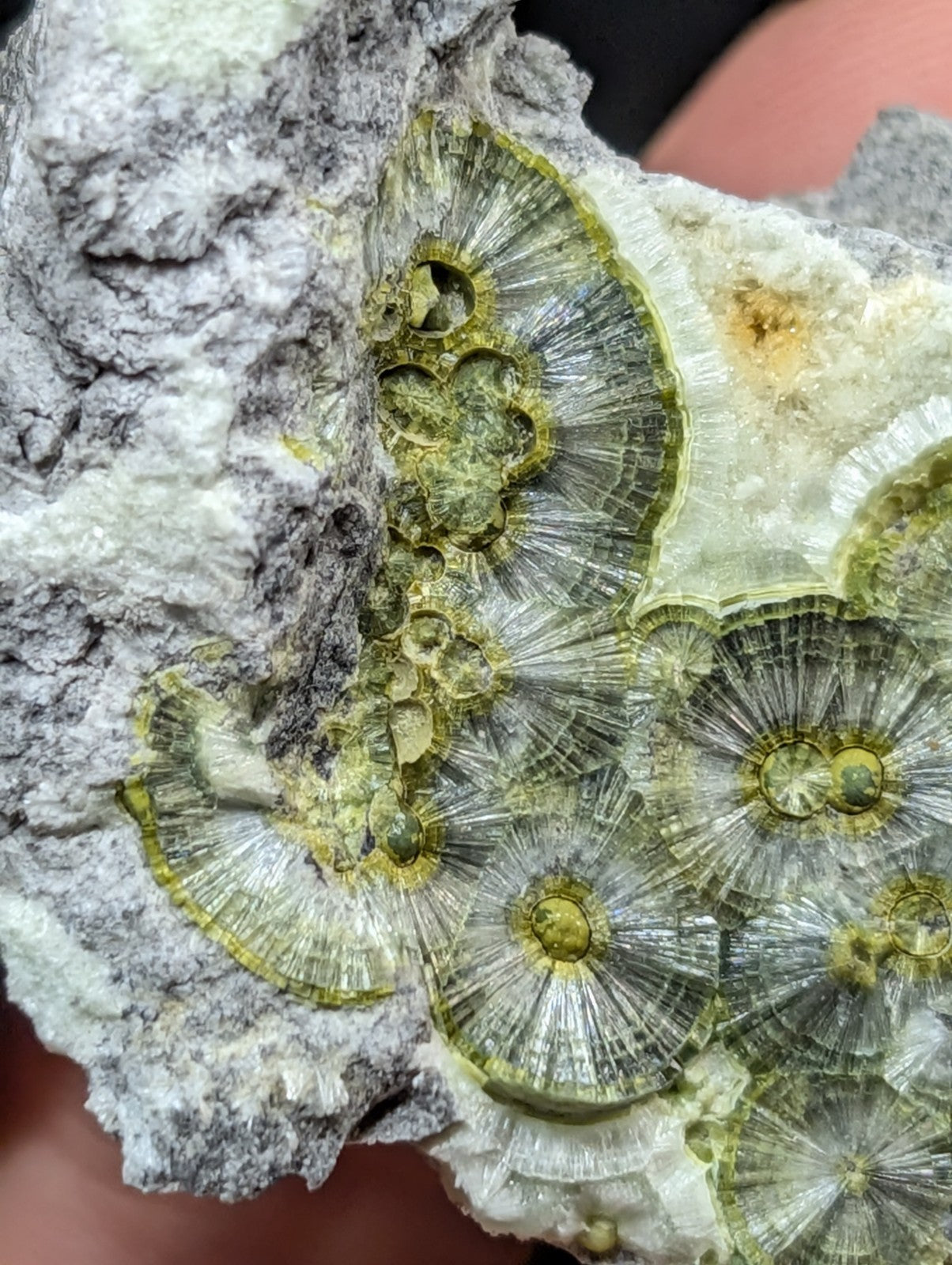 A cluster of green, translucent fossilized coral with intricate radial patterns embedded in a grayish-white rock matrix.