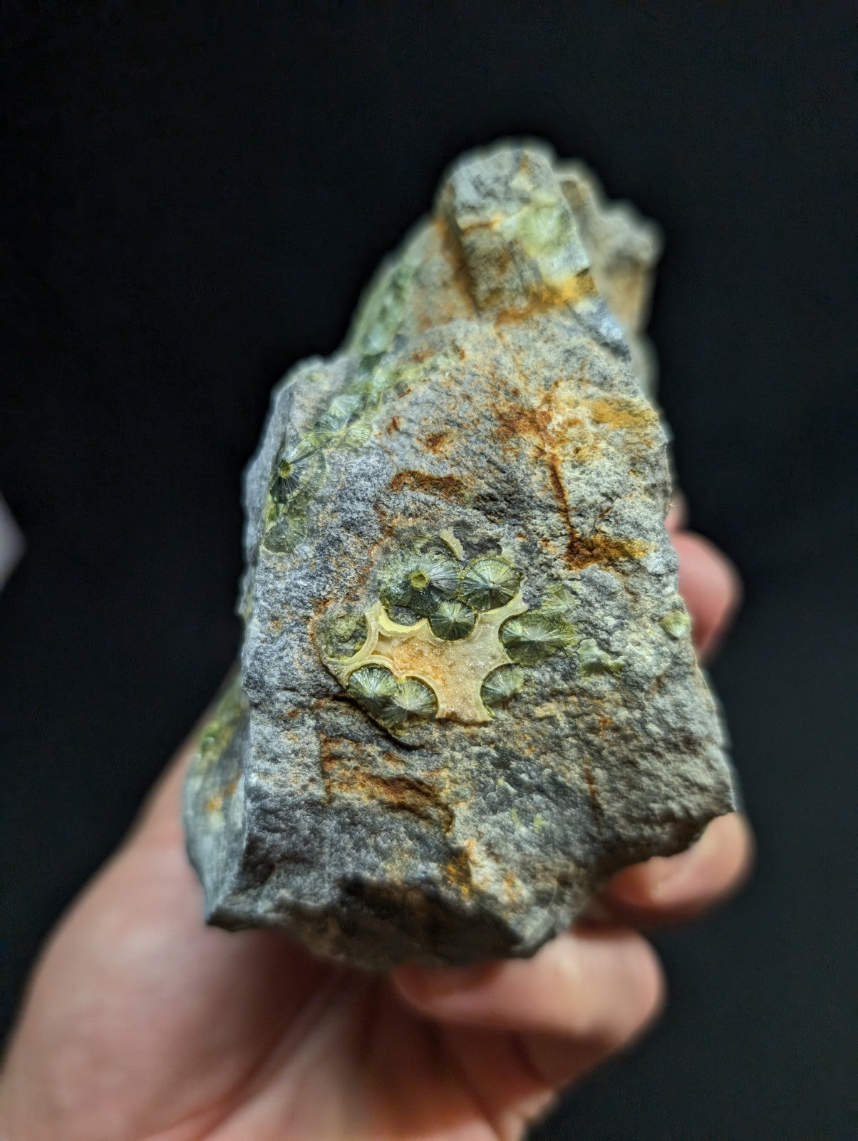 A hand holds a rough, gray rock specimen featuring embedded green and yellowish fossilized shells.