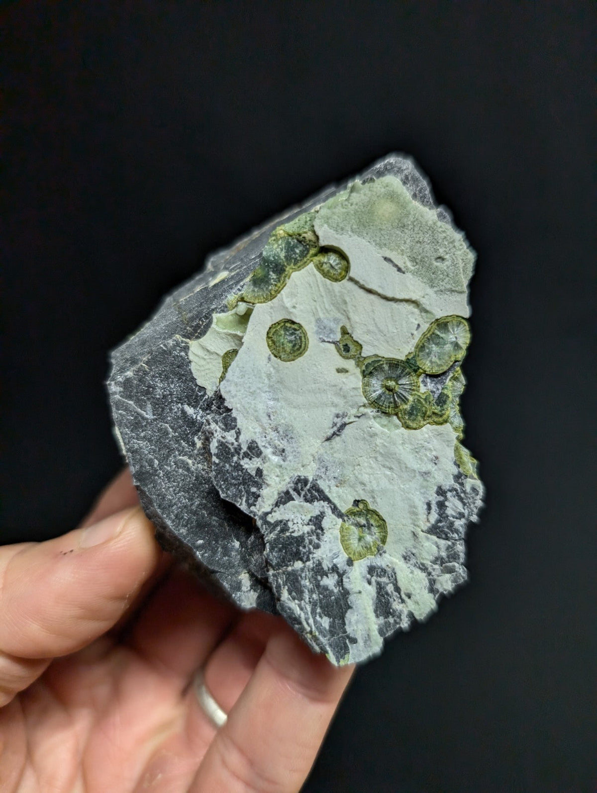 A hand holds a dark gray rock specimen featuring several green, circular fossilized impressions embedded in its surface.