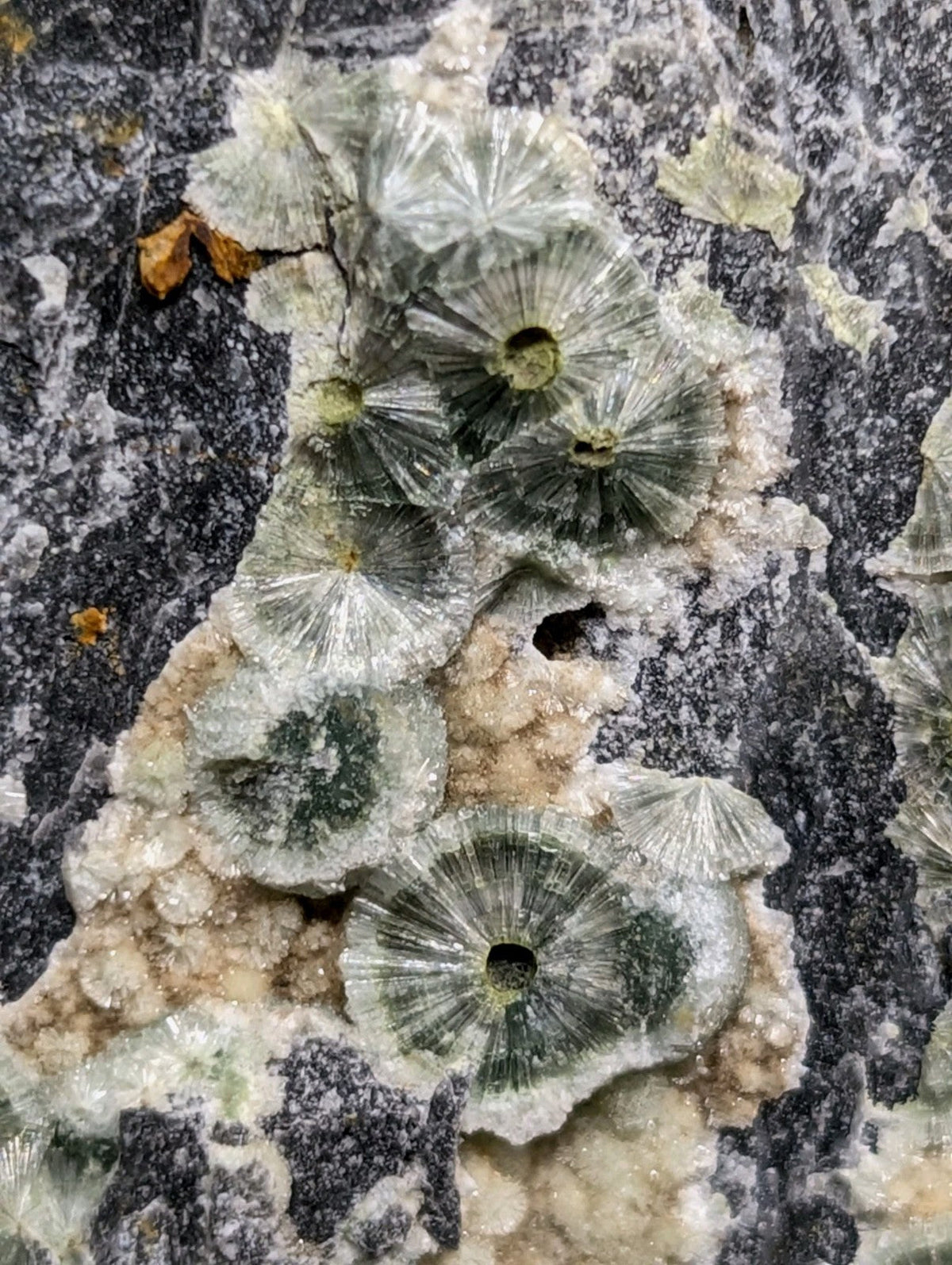 A cluster of translucent green and white fossilized coral formations embedded in a dark, textured rock matrix.