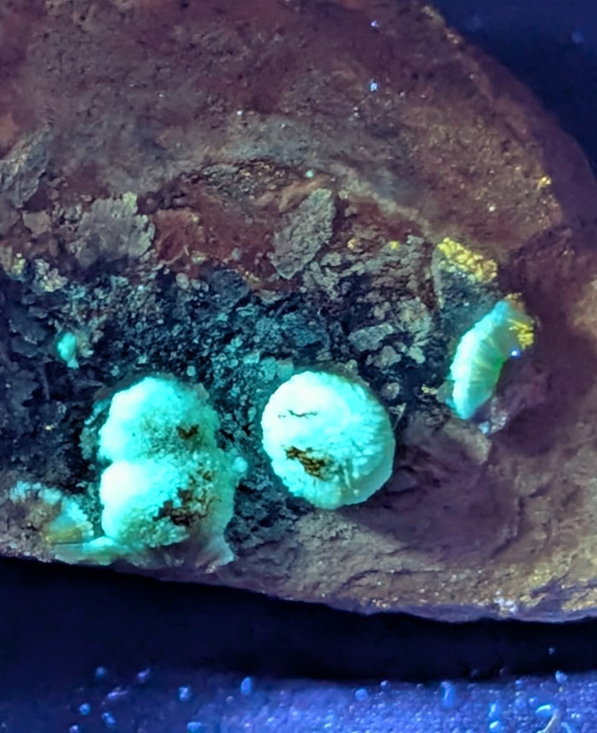 Vibrant turquoise mineral specimens glowing under uv light, embedded in a dark, textured rock matrix.