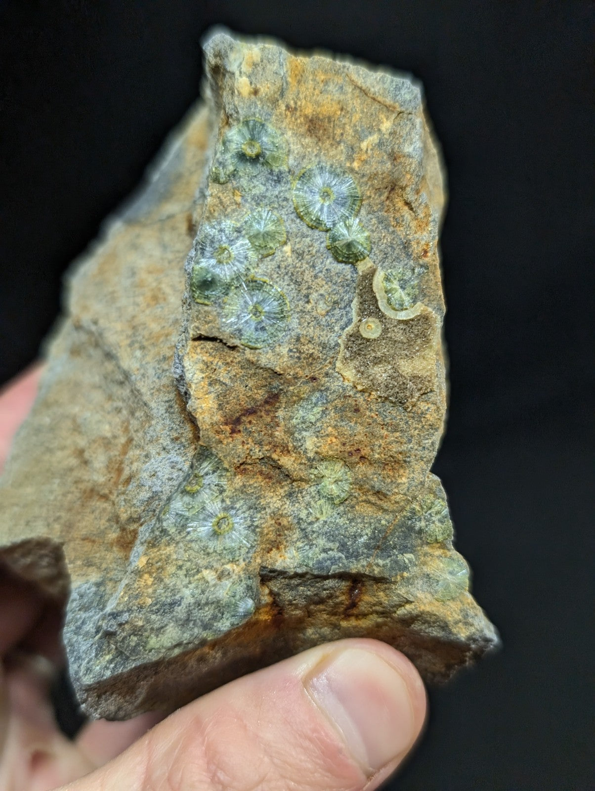 A rugged, earthy-toned rock specimen featuring embedded greenish-blue fossilized coral formations.
