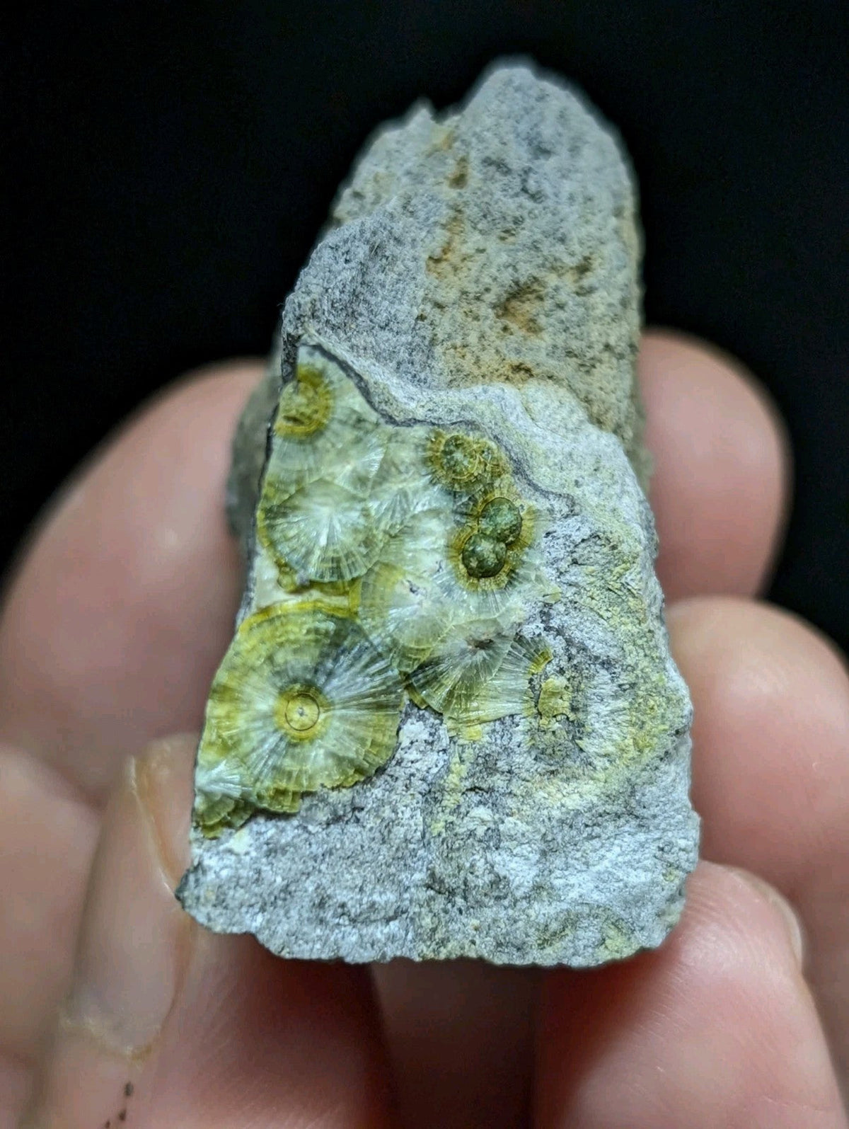A gray rock specimen featuring embedded greenish-yellow fossilized coral formations with intricate radial patterns.