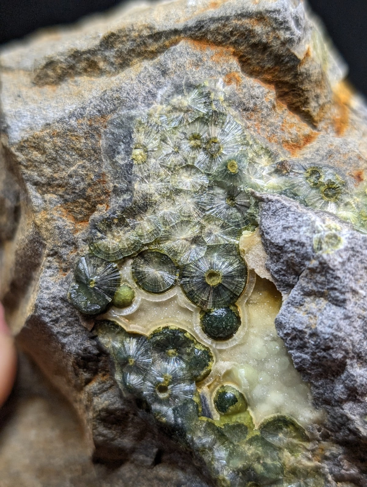 A cluster of translucent green fossilized coral formations embedded in a gray, textured rock matrix.
