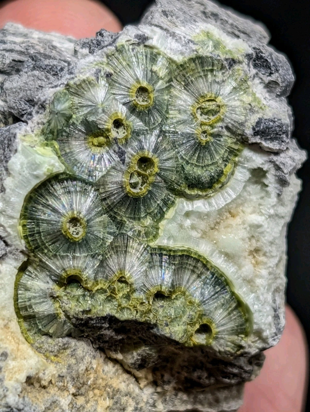 A cluster of translucent green and yellow fossilized coral formations embedded in a gray, textured rock matrix.