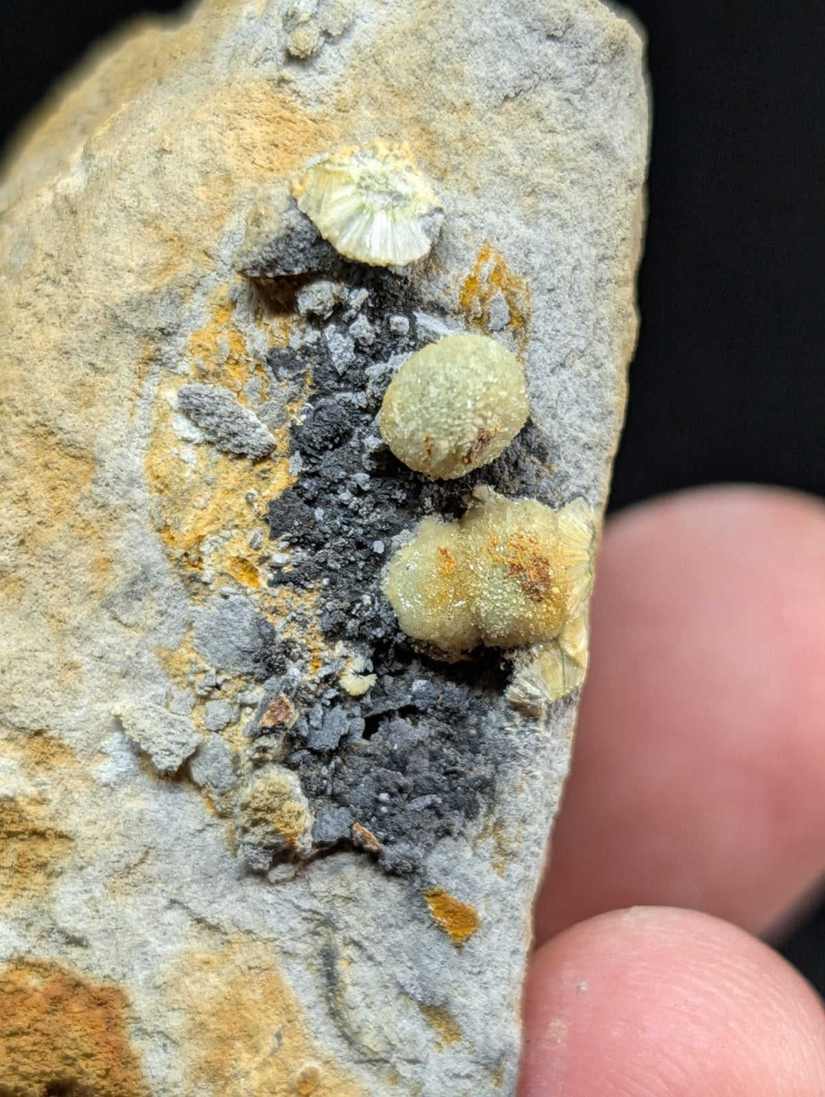 A gray rock specimen featuring embedded, rounded yellowish-green mineral formations with a rough, textured surface.