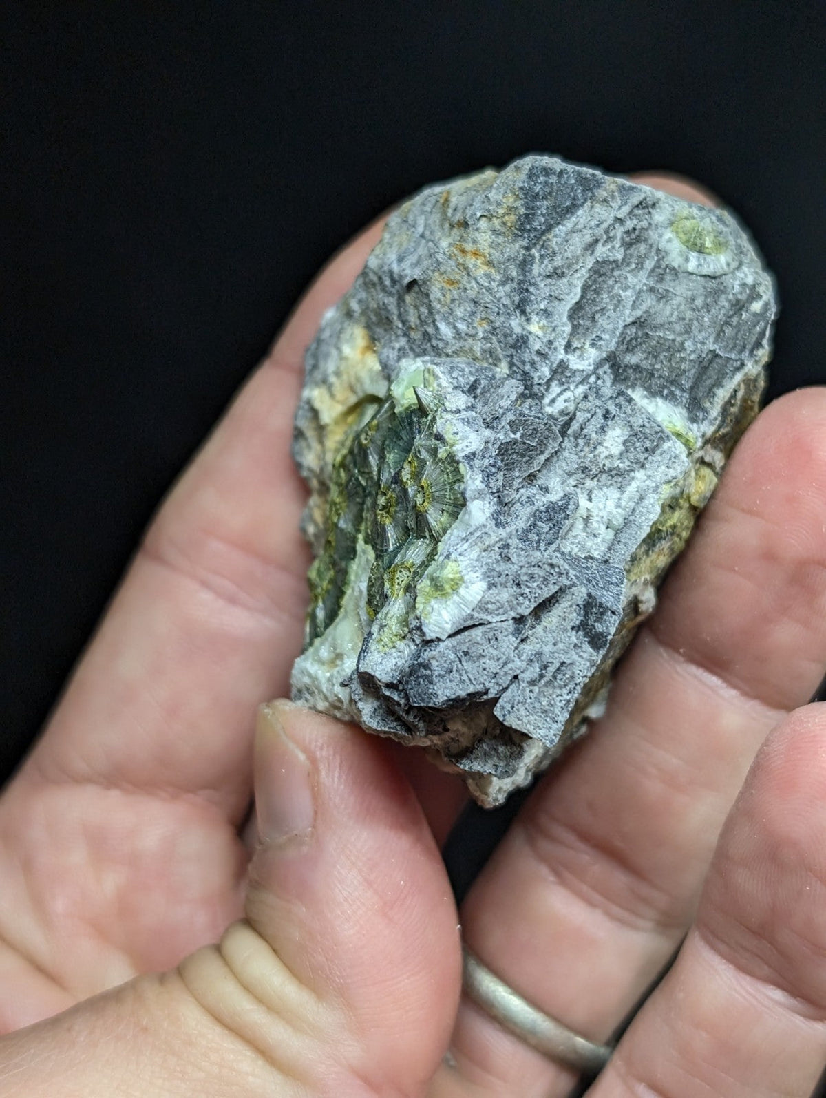 A hand holds a rough, grayish rock with embedded green and yellow fossilized shell fragments.