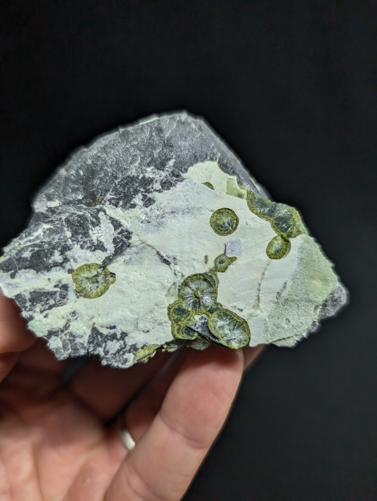 A hand holds a grayish-white rock specimen featuring distinct green, circular fossilized impressions.