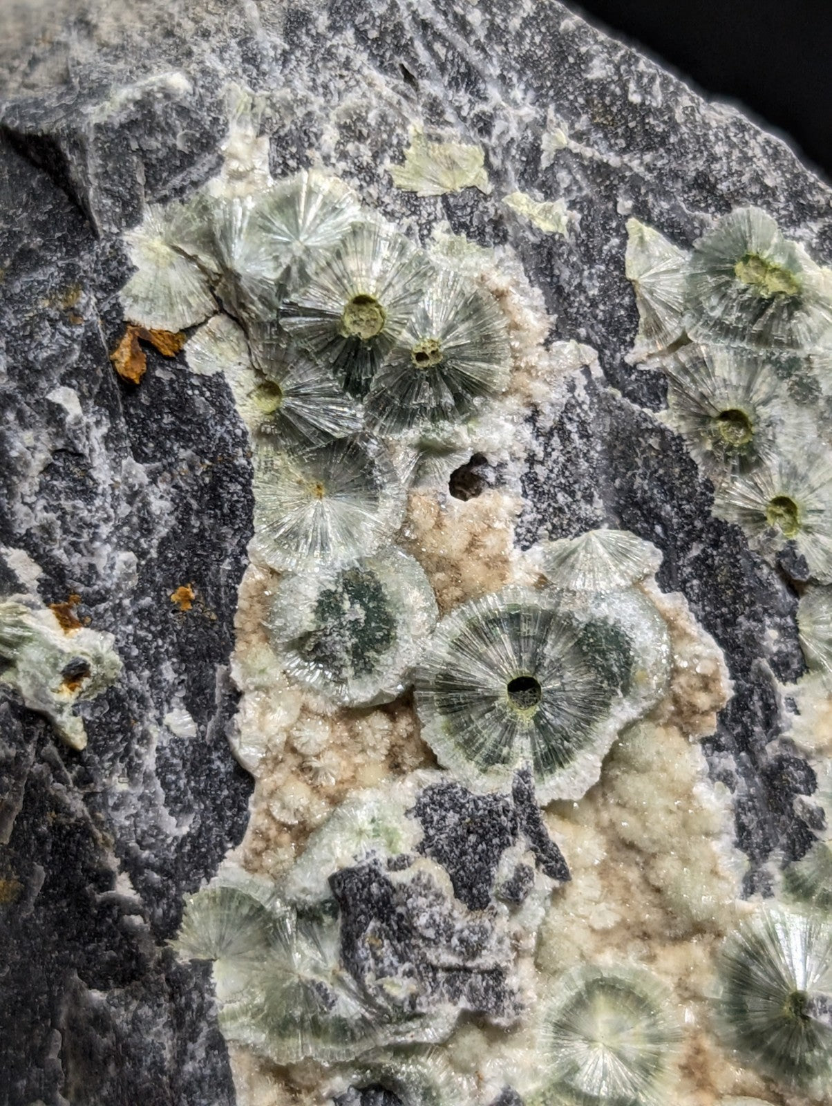 A cluster of translucent, greenish-gray dendritic crystals growing on a dark gray rock matrix.