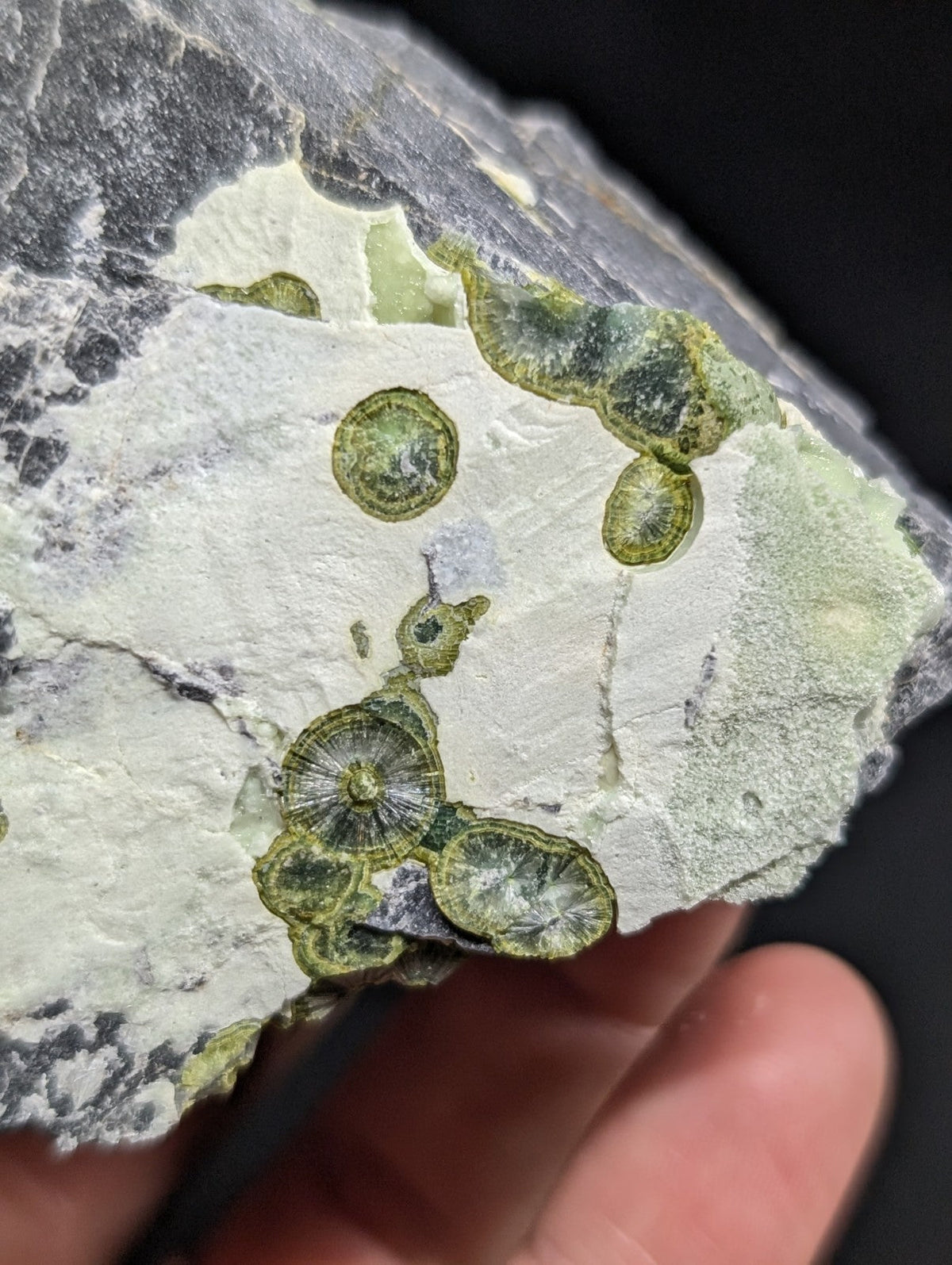 A hand holds a gray rock specimen featuring embedded green, circular fossilized shell fragments with intricate radial patterns.