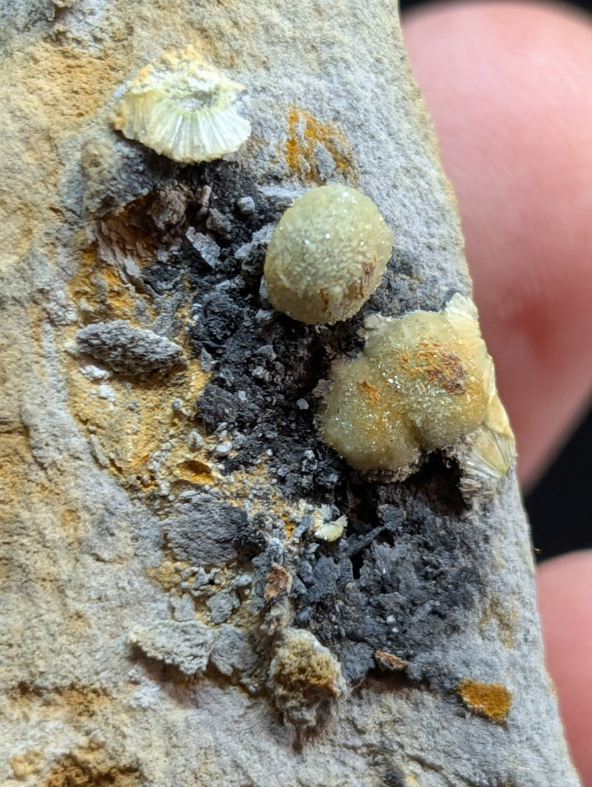A cluster of pale, textured lichen growths with hints of yellow and gray clinging to a rough, mineral-rich rock surface.