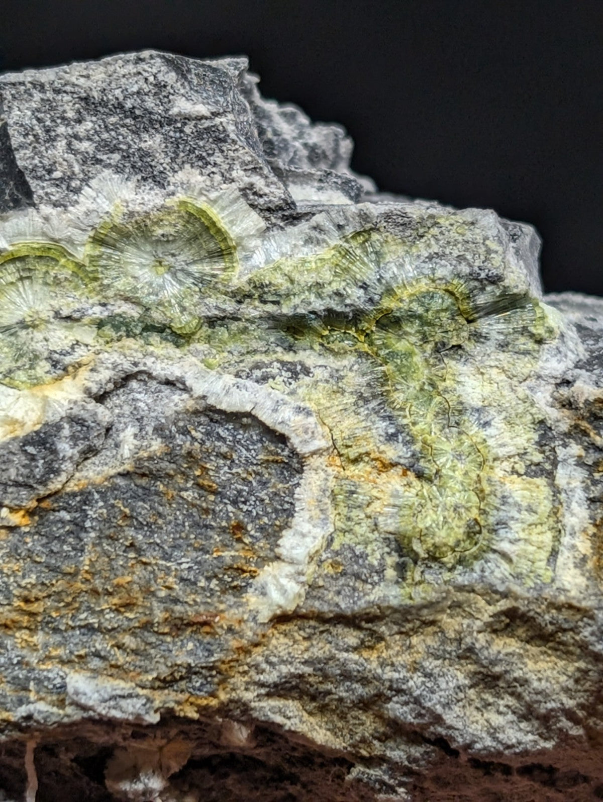 A gray rock specimen featuring intricate, greenish-yellow fossilized coral-like formations embedded within its textured surface.