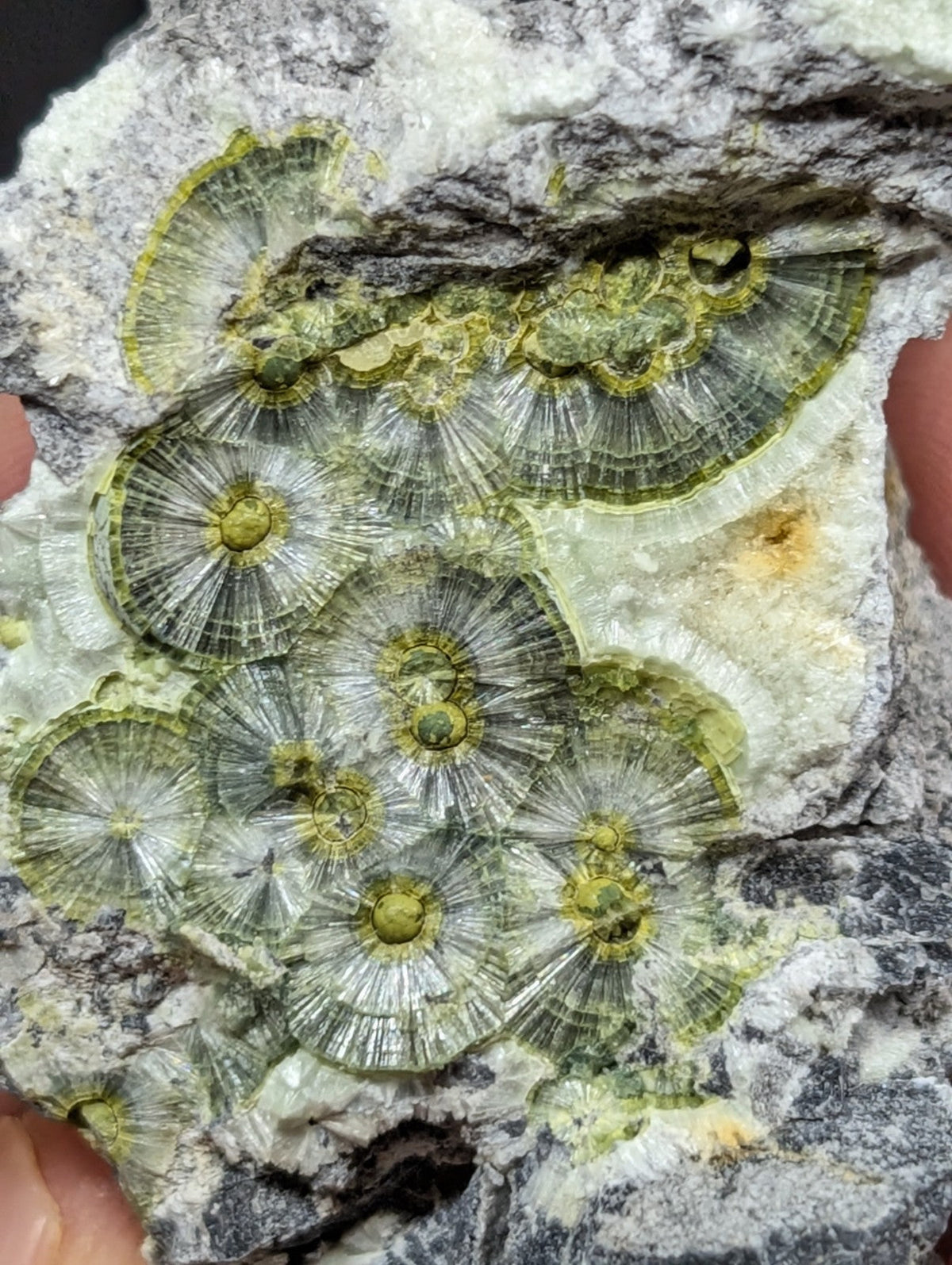 A cluster of greenish-yellow, fan-shaped fossilized brachiopods embedded in a gray and white rock matrix.