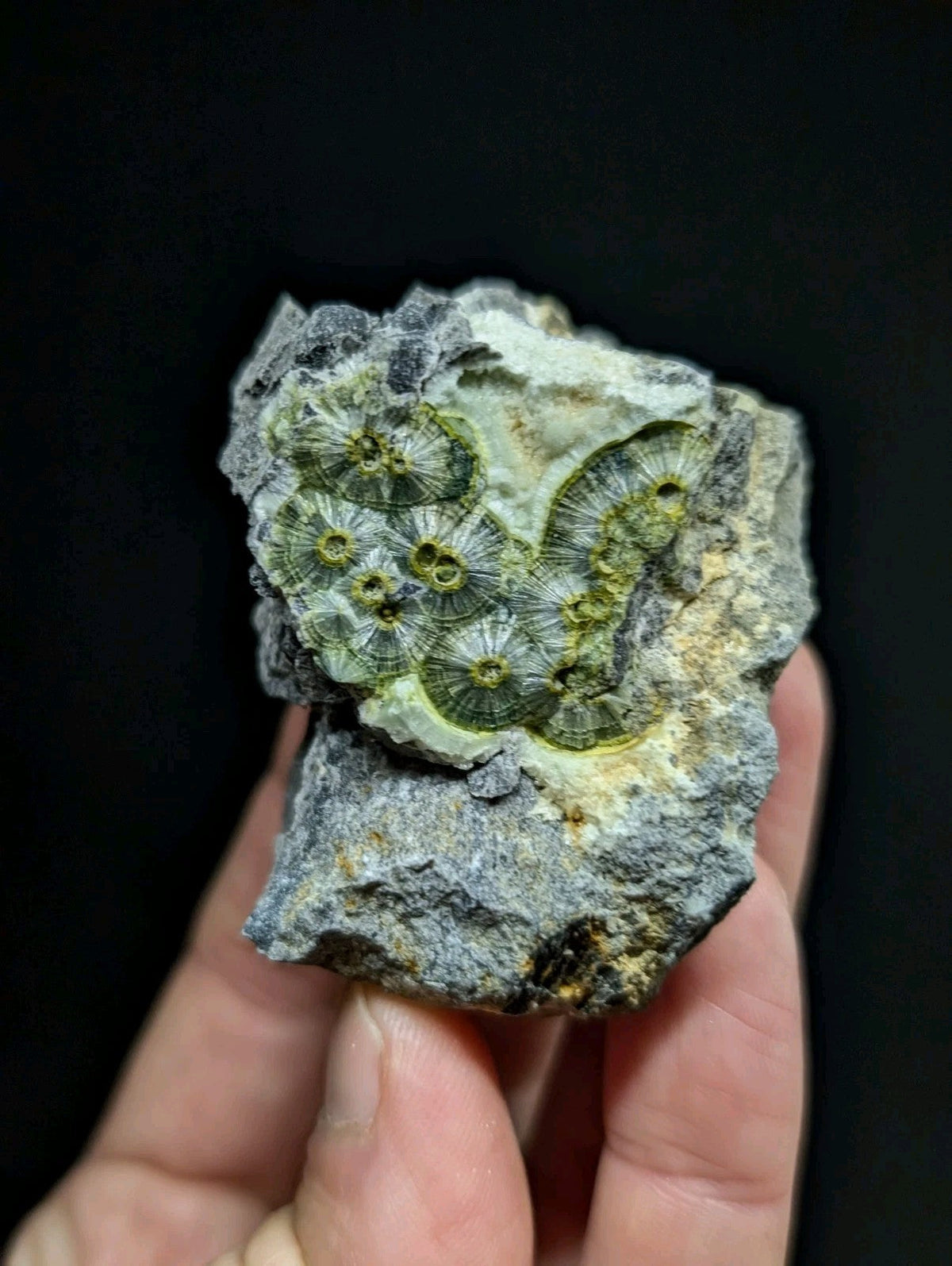 A hand holds a gray rock specimen featuring intricate green and yellow fossilized coral formations.