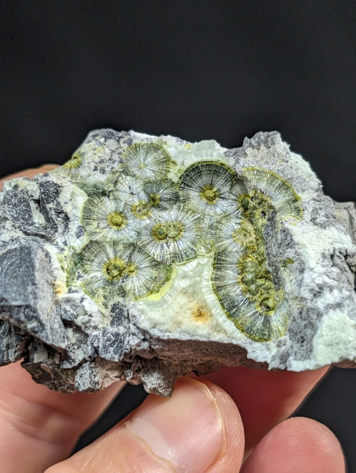 A hand holds a fossilized rock specimen featuring intricate, circular green and yellowish patterns resembling ancient coral or brachiopod fossils embedded in gray matrix.