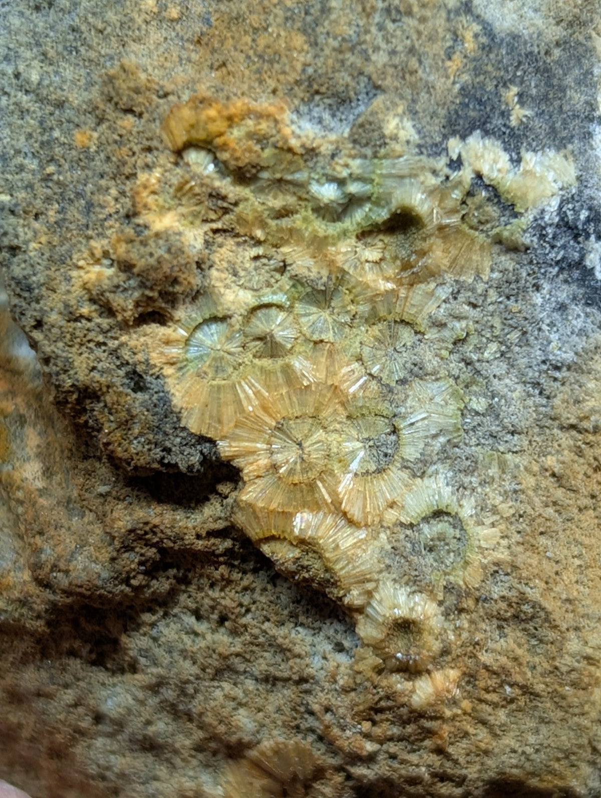 Translucent yellow-green fossilized coral formations embedded in a textured gray rock surface