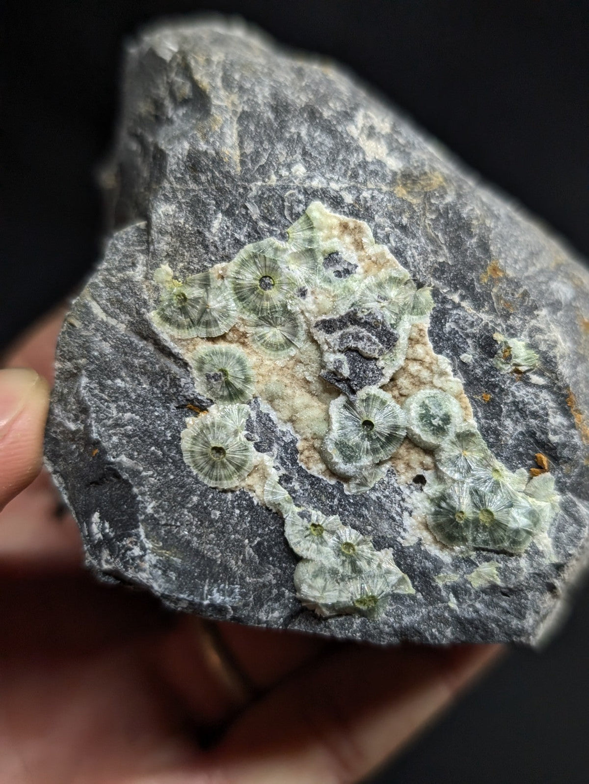A dark gray rock specimen featuring a cluster of light green, circular fossilized coral formations with intricate radial patterns.