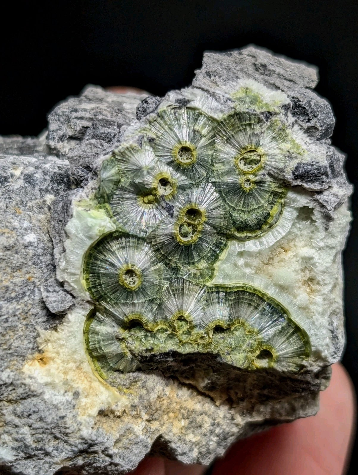 A cluster of green, circular fossilized coral embedded in a gray rock matrix.