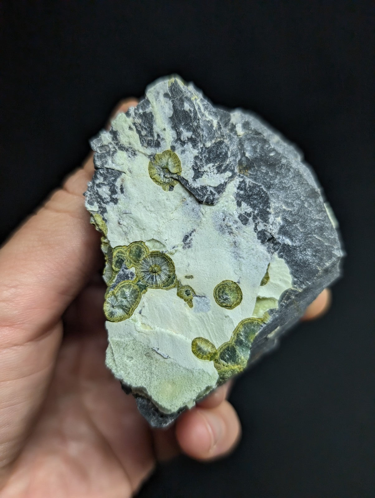 A hand holds a rough, irregularly shaped rock with a gray and white matrix featuring distinct green circular fossilized structures.