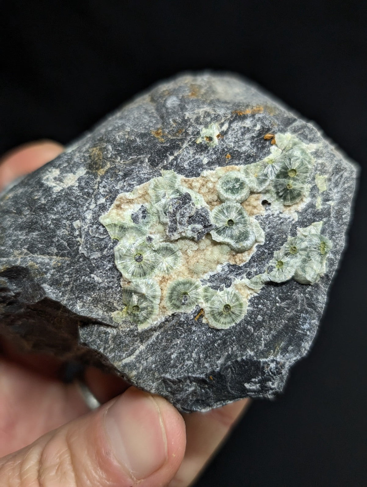A dark gray rock featuring a cluster of light green, circular fossilized coral formations with intricate radial patterns.