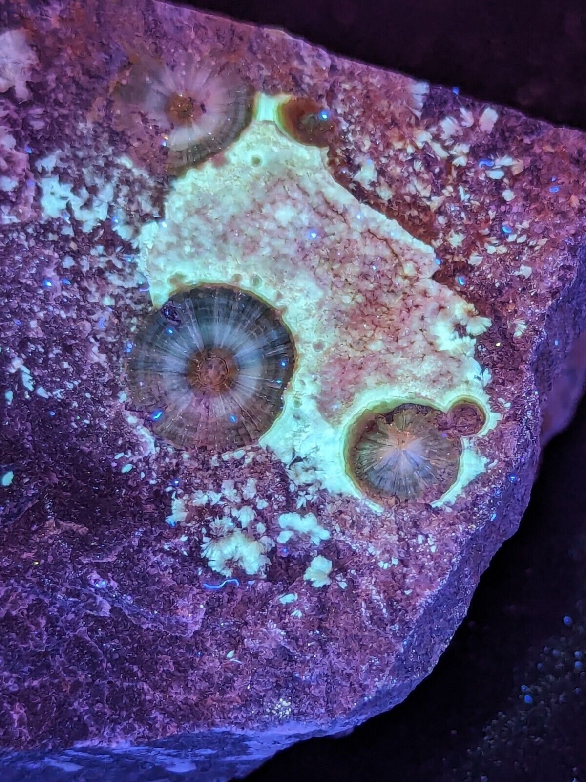 UV Reactive Wavellite -Old Stock - Mauldin Mountain Arkansas Amazing Eye Forms - Collectibles:Rocks Fossils &
