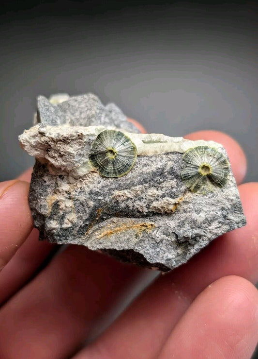UV Reactive Wavellite -Old Stock - Mauldin Mountain Arkansas Amazing Eye Forms - Collectibles:Rocks Fossils &