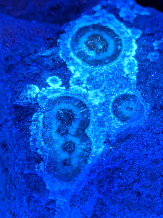 UV Reactive Wavellite -Old Stock - Mauldin Mountain Arkansas Amazing Eye Forms - Collectibles:Rocks Fossils &