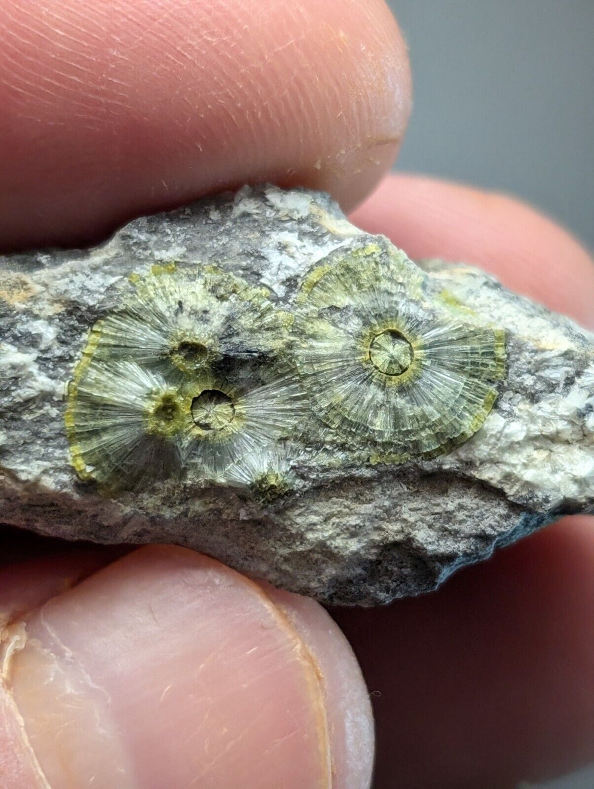 UV Reactive Wavellite -Old Stock - Mauldin Mountain Arkansas Amazing Eye Forms - Collectibles:Rocks Fossils &