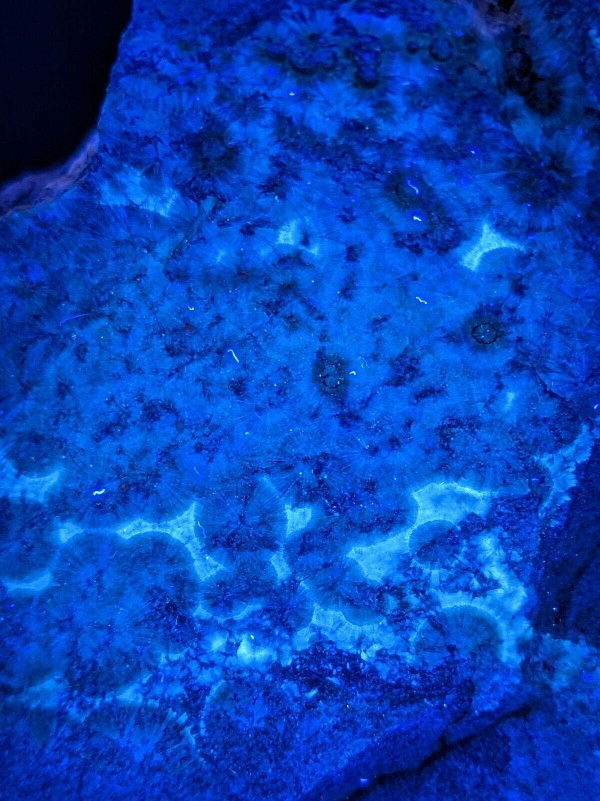 UV Reactive Wavellite -Old Stock - Mauldin Mountain Arkansas Amazing Eye Forms - Collectibles:Rocks Fossils &