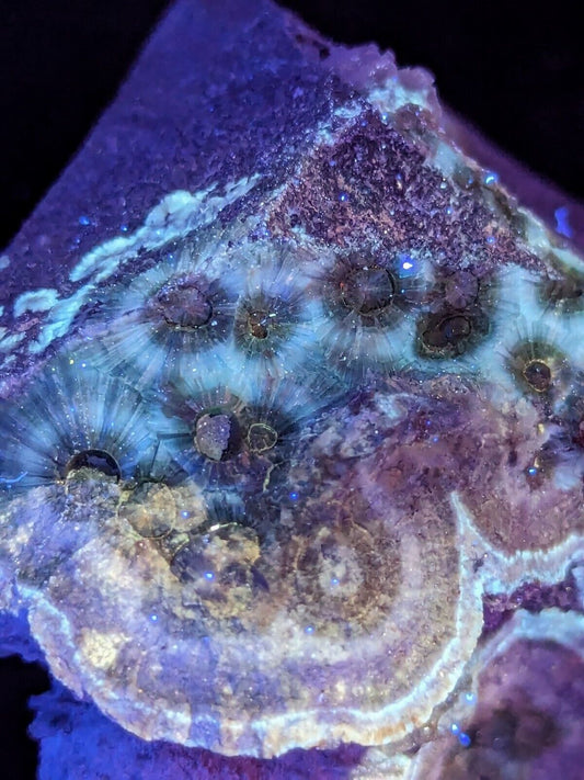 UV Reactive Wavellite -Old Stock - Mauldin Mountain Arkansas Amazing Eye Forms - Collectibles:Rocks Fossils &