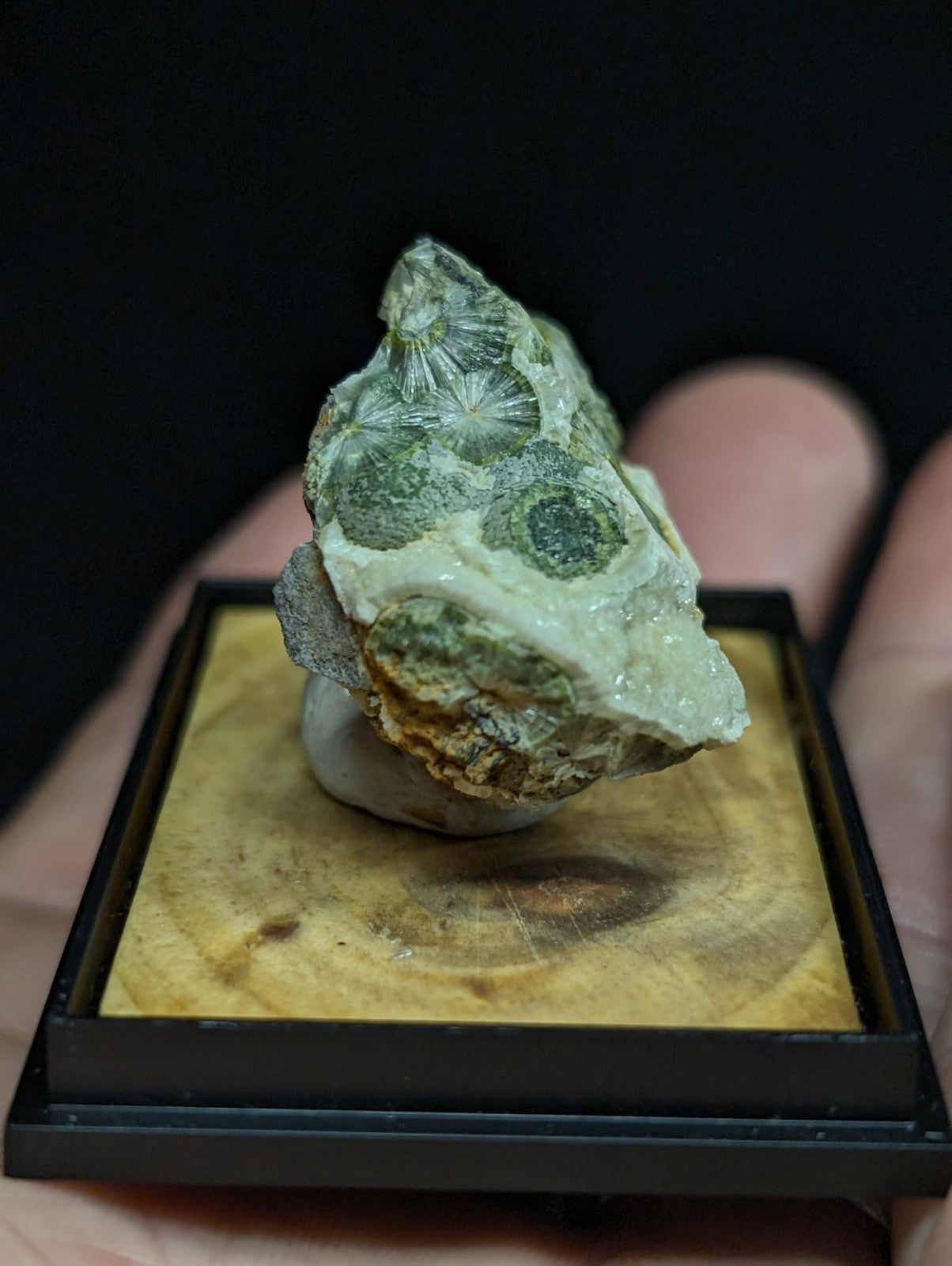 A green fossilized coral specimen with intricate radial patterns, displayed in a black-framed wooden base.