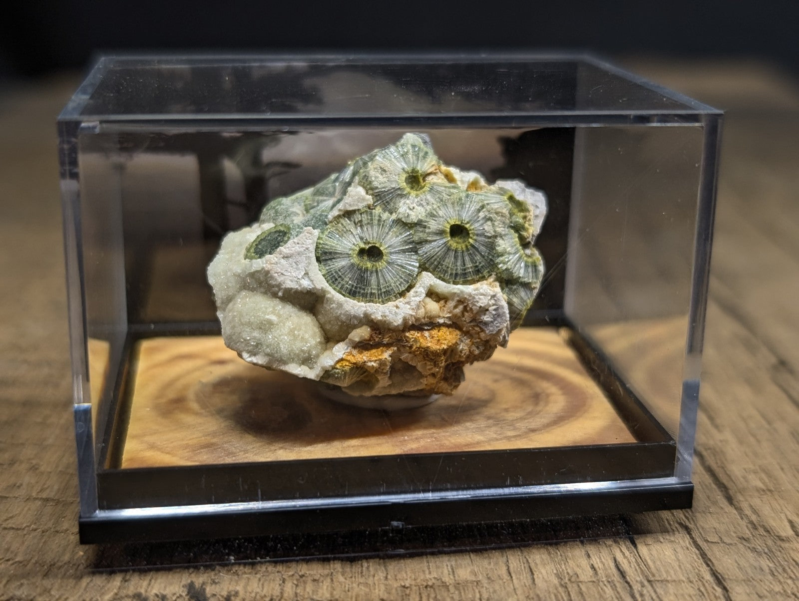 A green and white fossilized coral specimen with circular, eye-like patterns displayed in a clear acrylic display case.