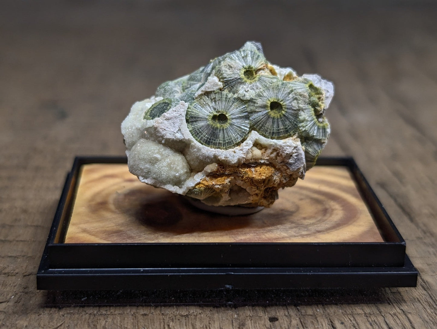 A striking green and white fossilized coral specimen with intricate circular patterns, displayed on a wooden base within a black frame.