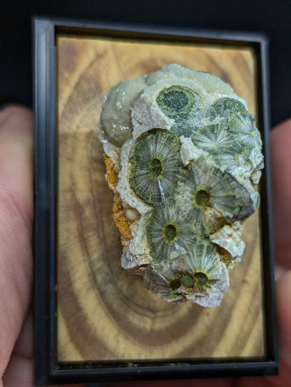 A framed fossilized coral specimen with greenish, circular, fan-like structures set against a light wood background.