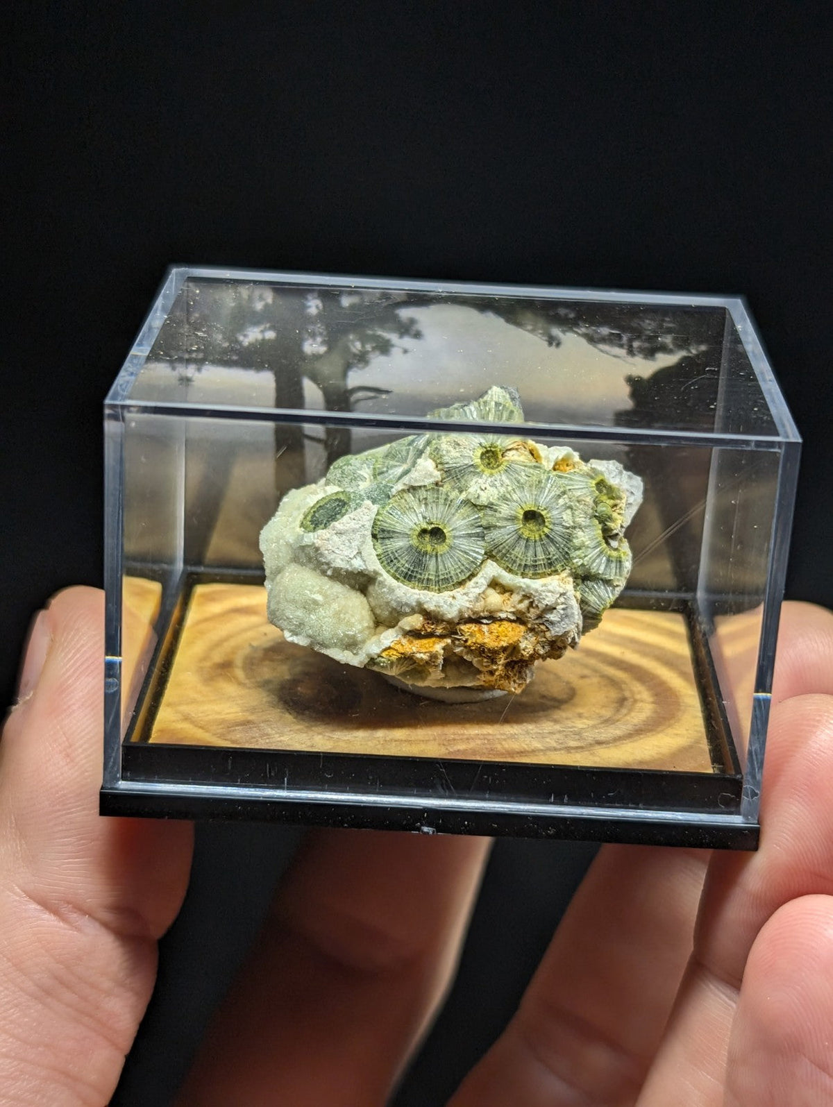 A green, fossilized coral specimen with concentric circular patterns and a textured surface is displayed inside a clear acrylic display case.