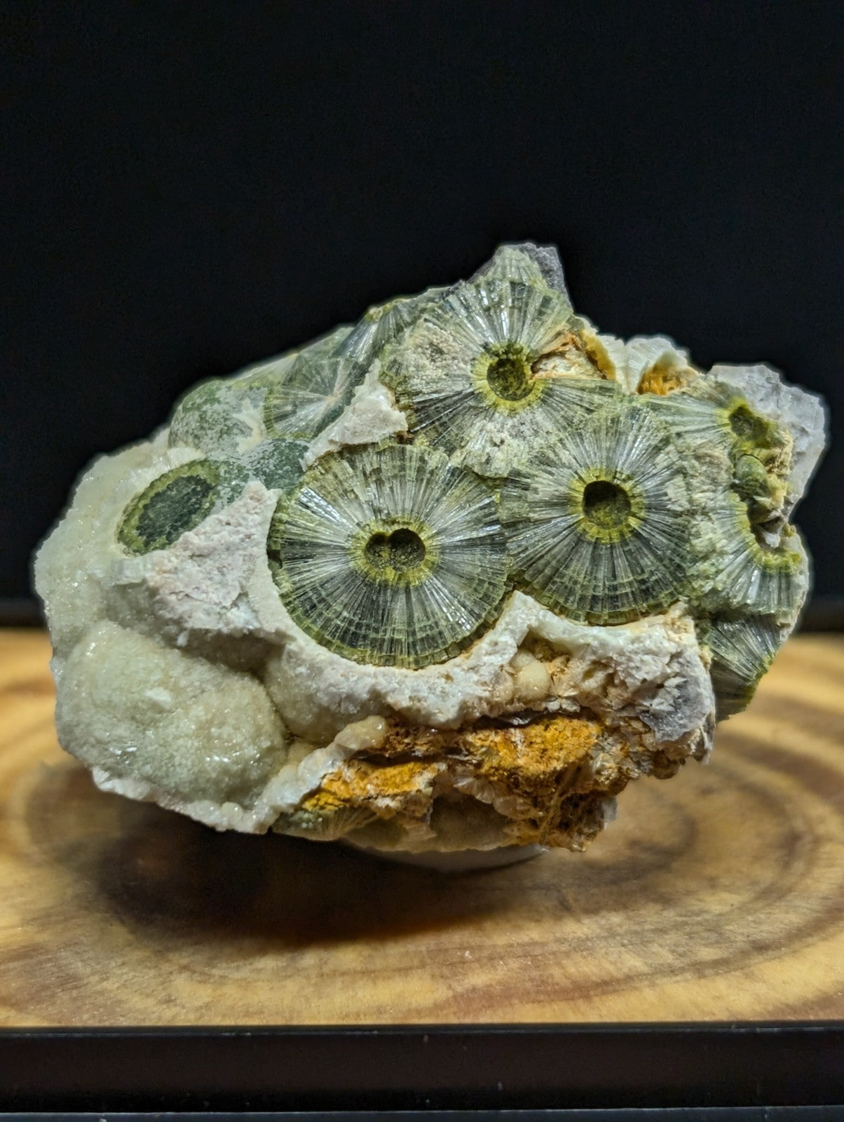 A striking green and white fossilized coral specimen with intricate radial patterns, embedded in a textured matrix of crystalline rock.