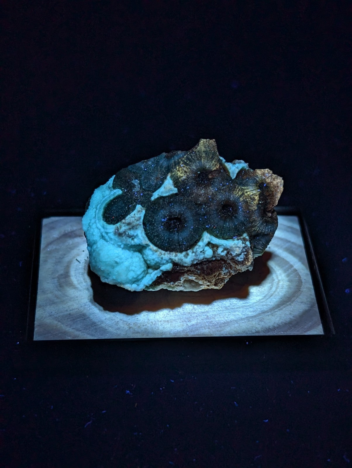A striking turquoise and black fossilized coral specimen with intricate circular patterns, displayed on a wooden base.