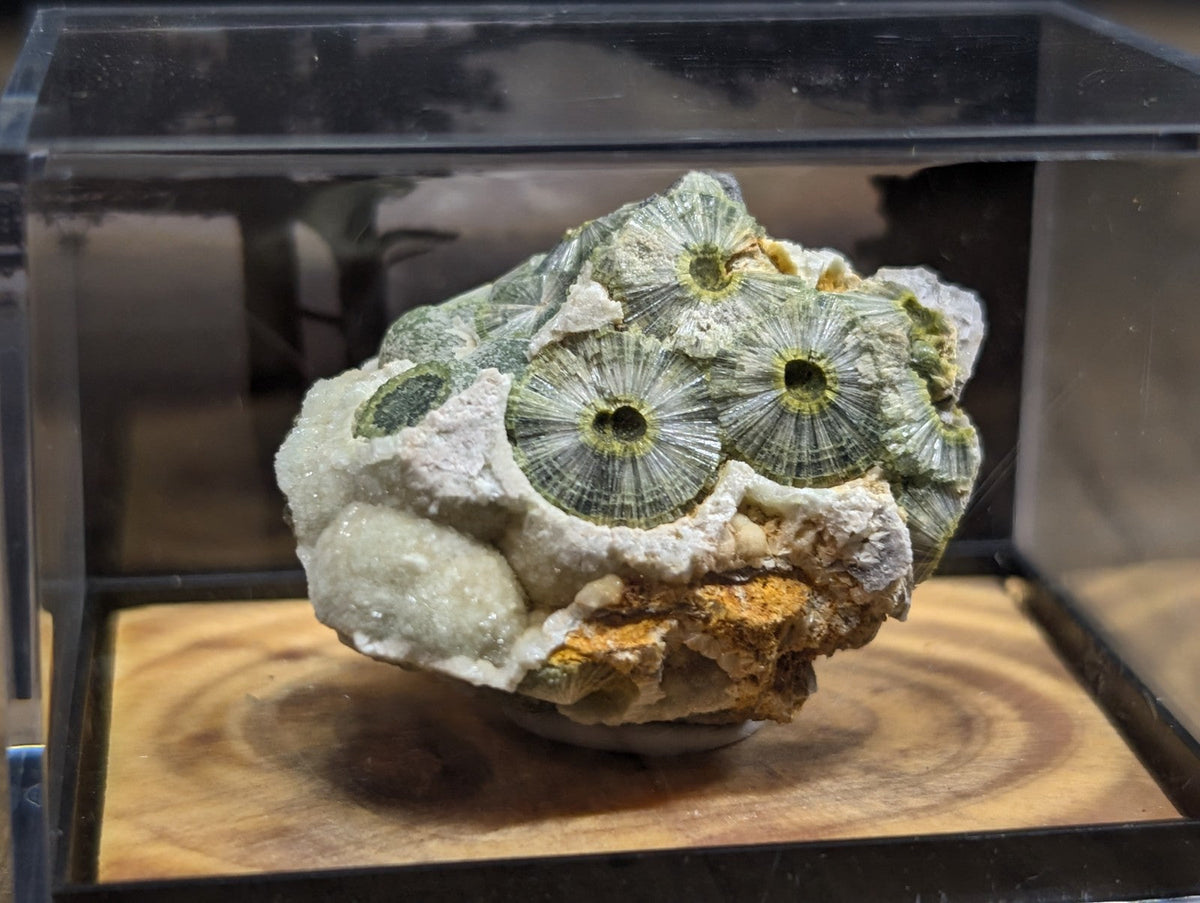 A green, fossilized coral specimen with intricate radial patterns and a textured surface.