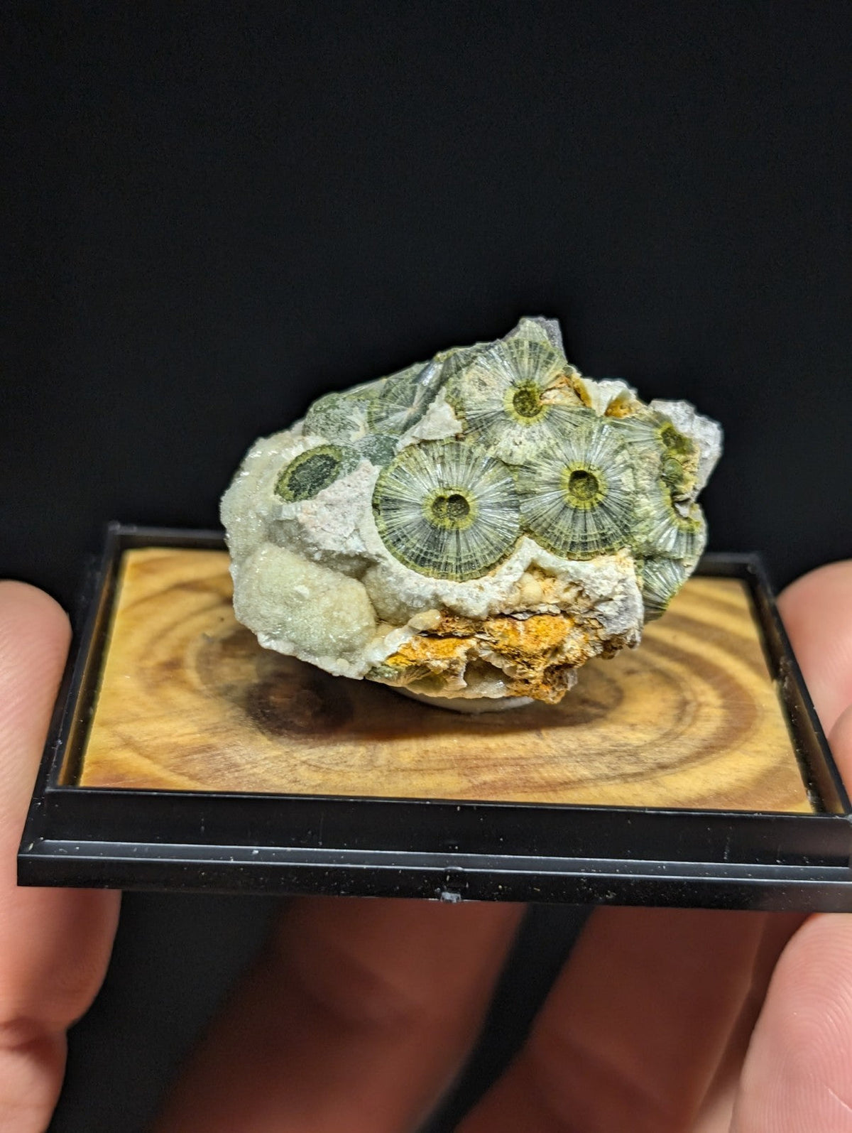 A green and white fossilized coral specimen with circular, petal-like structures displayed in a black-framed wooden showcase.