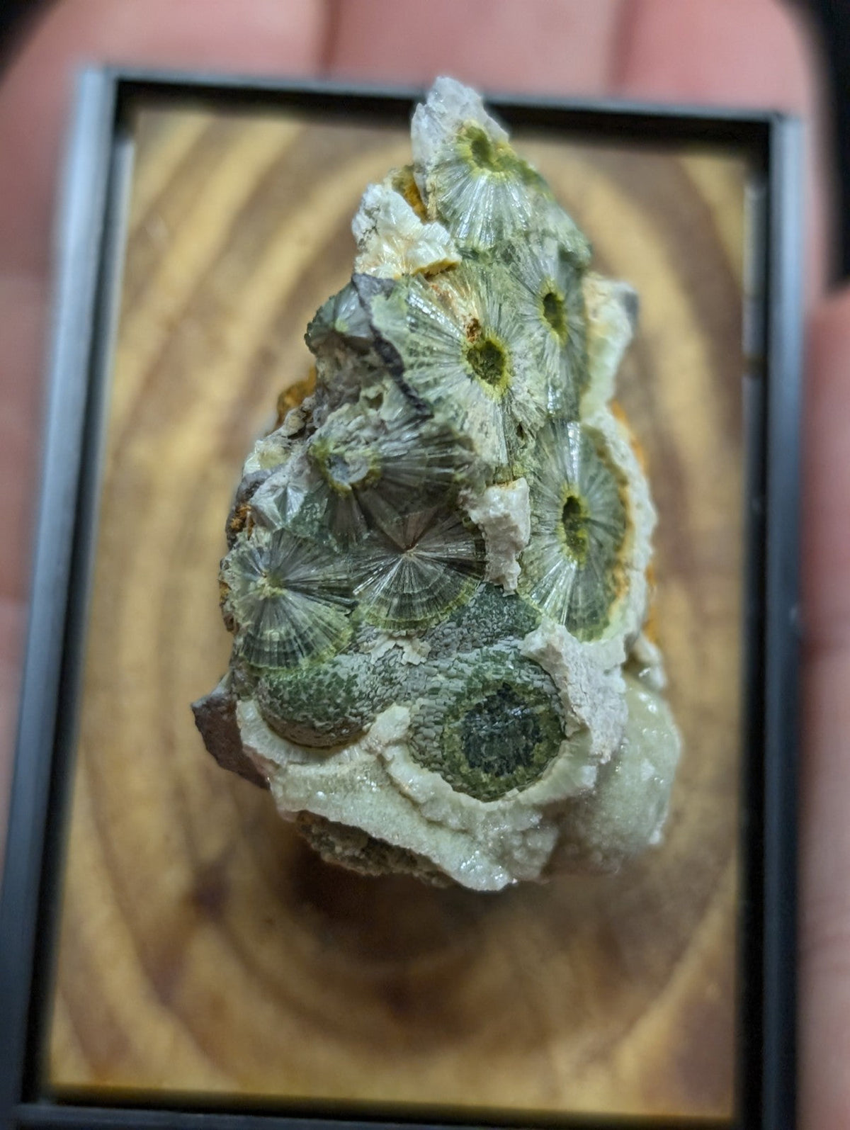 A framed green and white fossilized coral specimen with intricate, circular patterns.