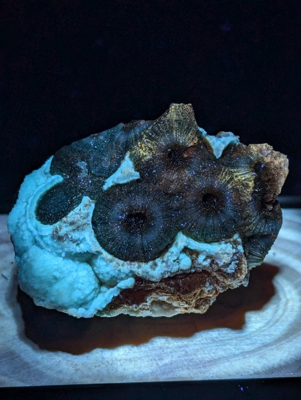 A striking turquoise and dark brown fossilized coral specimen with intricate, eye-like patterns.