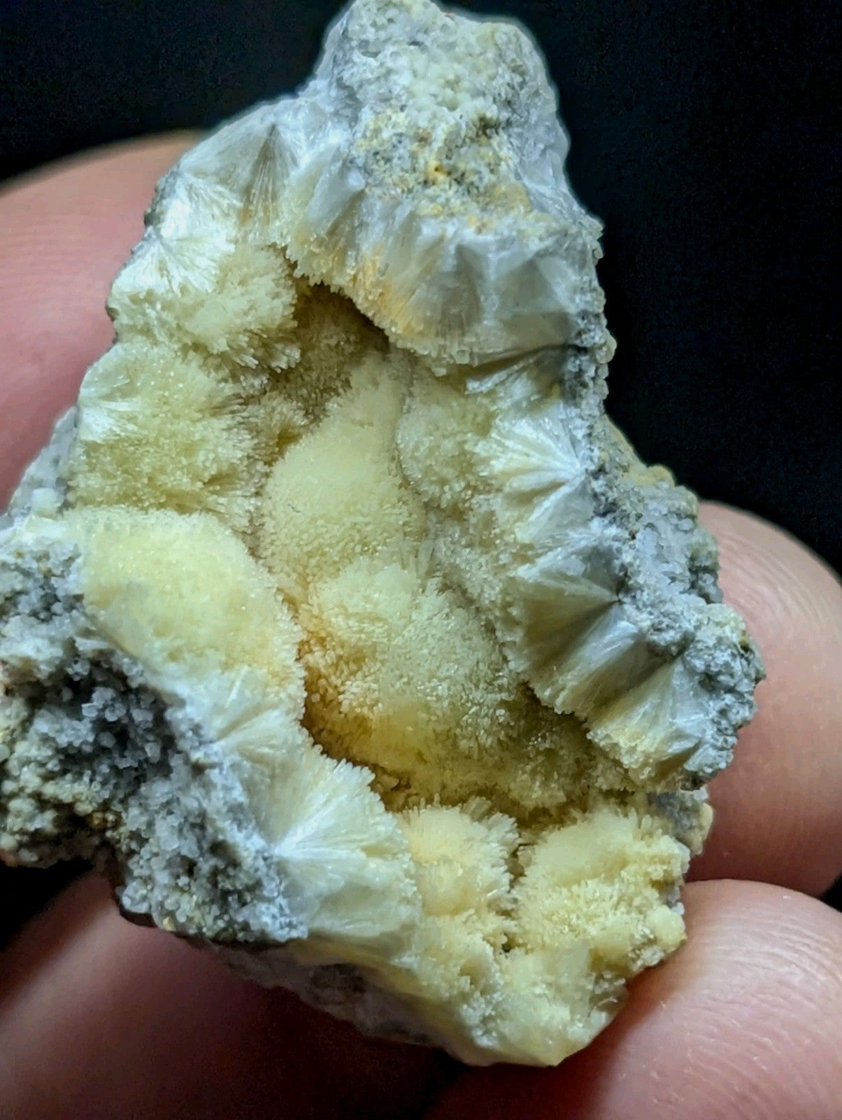 A hand holds a natural mineral specimen featuring intricate, fan-shaped crystals in pale yellow and translucent white, accented with gray matrix.