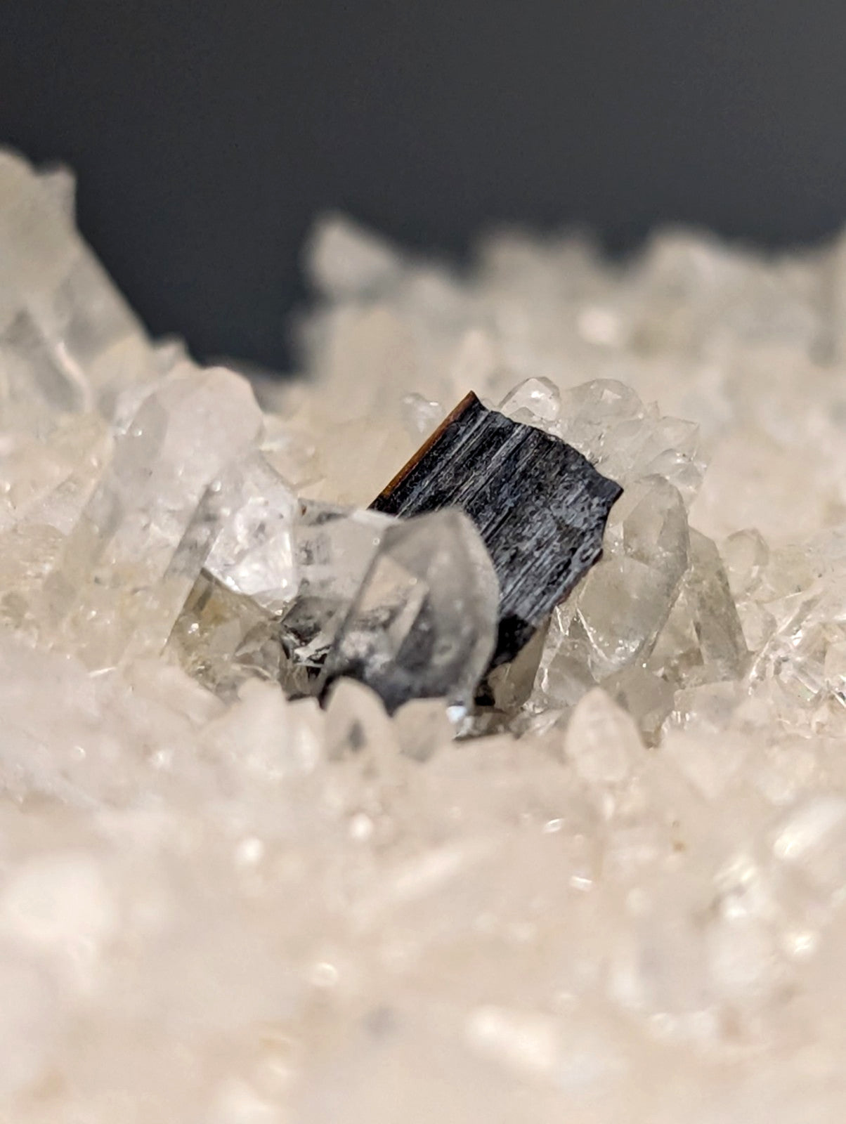 A dark black schorl shard on translucent white quartz in a very rare brookite specimen from miller mountain arkansas usa