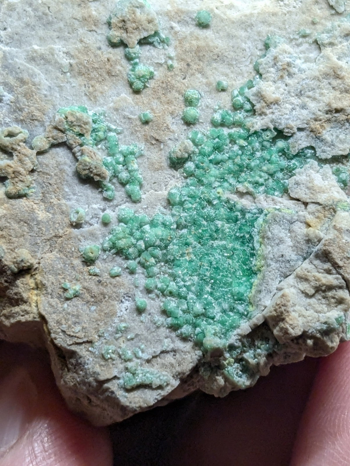 A vibrant green mineral specimen with a crystalline, bumpy texture embedded in a light gray rock matrix.