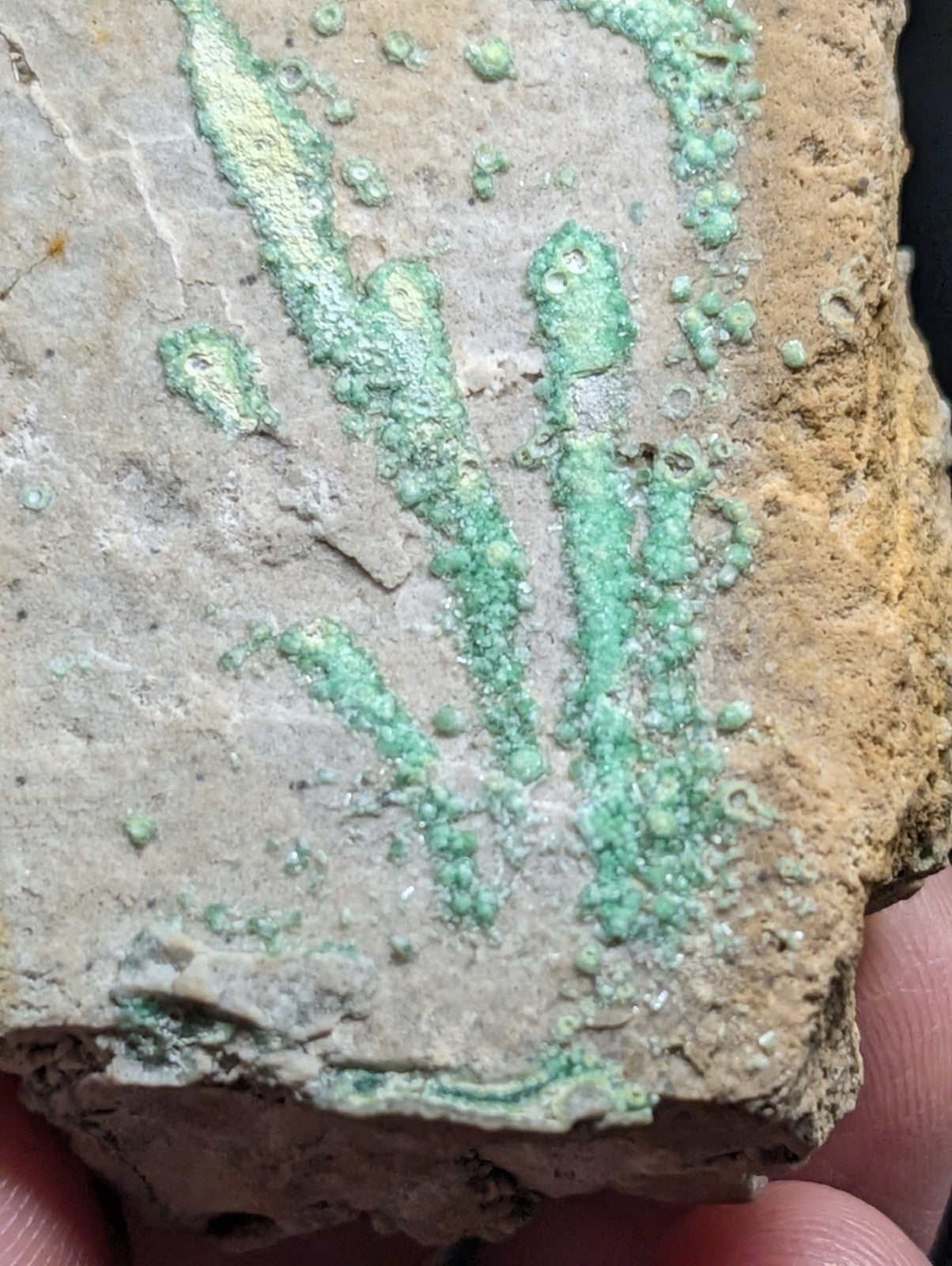 A rough, beige stone fragment with patches of vibrant green patina forming intricate, leaf-like patterns across its surface.