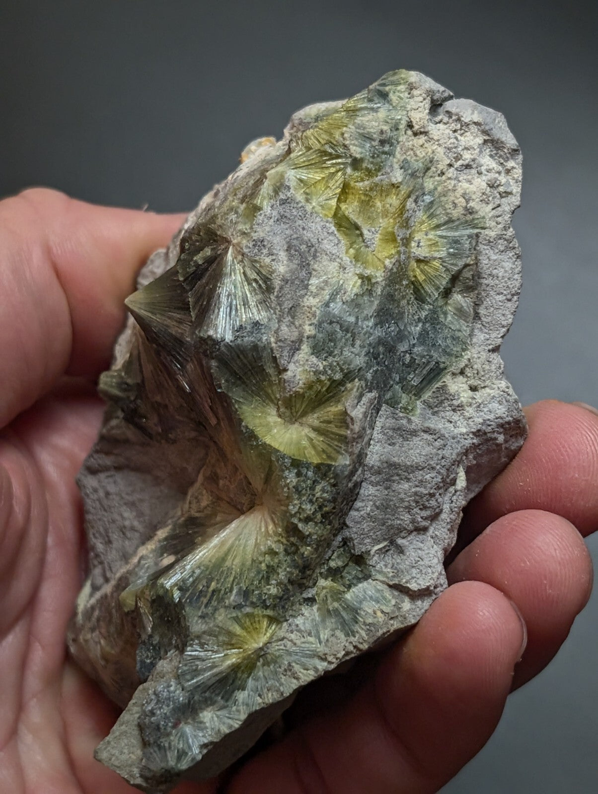 A hand holds a rough, grayish rock specimen featuring prominent yellow-green, fan-shaped mineral crystals embedded within its matrix.
