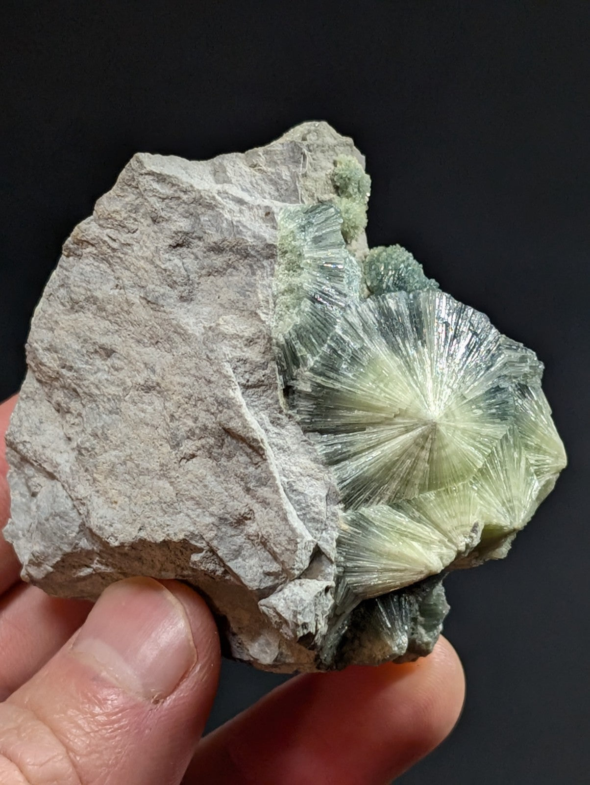 A hand holds a rough, gray rock matrix featuring prominent translucent greenish-yellow radiating crystals with a starburst pattern.