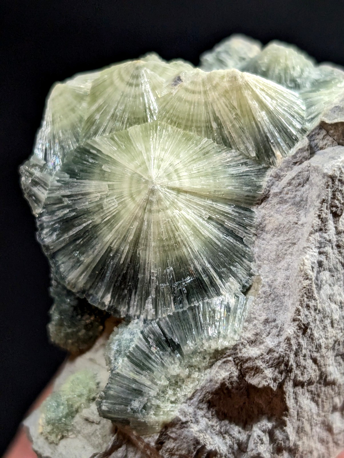 A striking greenish-yellow radiating crystal formation with intricate, fan-like radial patterns set against a rough gray rock matrix.